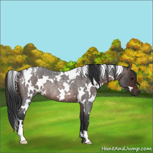 Horse Color:White Spotted Brown Roan Rabicano