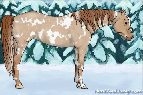Horse Color:White Spotted Red Dun Roan 
