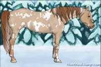 Horse Color:White Spotted Red Dun Roan 