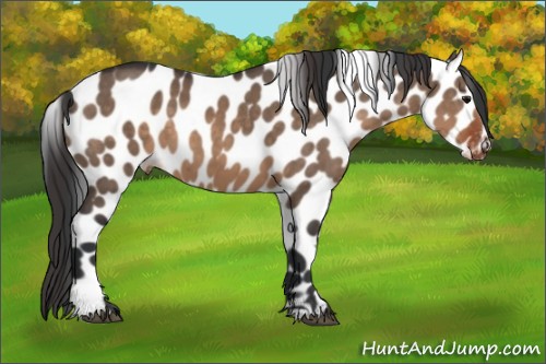 Horse Color:Brown Dun Sabino Appaloosa 