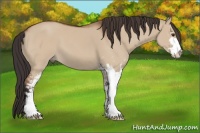 Horse Color:Brown Dun Sabino