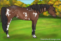 Horse Color:White Spotted Brown Rabicano