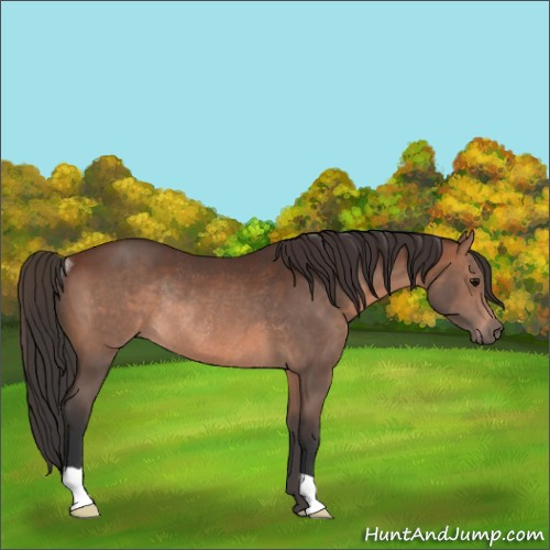 Horse Color:Brown Rabicano 