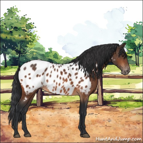 Horse Color:Brown Near Leopard Rabicano