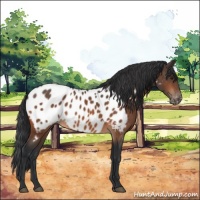 Horse Color:Brown Near Leopard Rabicano 