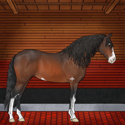 Horse Color:Bay Sabino 