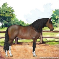 Horse Color:Brown Rabicano 