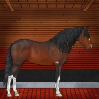 Horse Color:Brown 