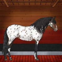 Horse Color:Brown Sabino Appaloosa Rabicano 