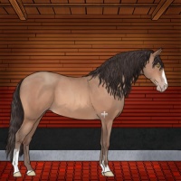 Horse Color:Sable Champagne Sabino 