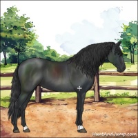 Horse Color:Black 