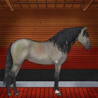 Horse Color:Grullo Rabicano 