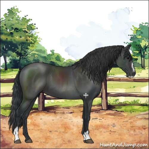 Horse Color:Black Sabino 