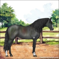 Horse Color:Black Sabino 