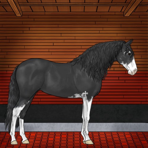 Horse Color:Black Sabino 