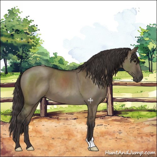 Horse Color:Smoky Grullo