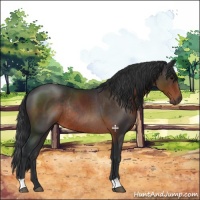 Horse Color:Brown Rabicano 