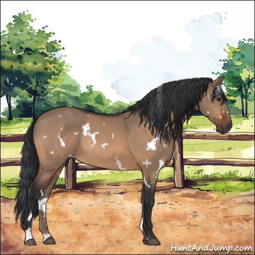 Horse Color:White Spotted Brown Dun Sabino Rabicano