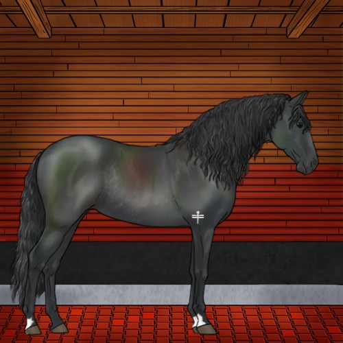 Horse Color:Black Rabicano 