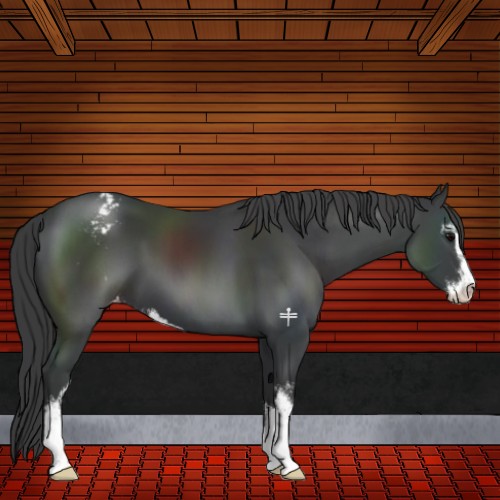 Horse Color:Black Sabino Appaloosa 