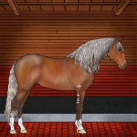 Horse Color:Silver Bay Sabino 