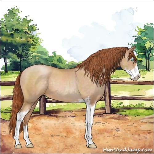 Horse Color:Buckskin Pearl Sabino