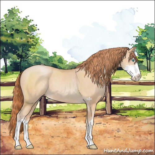 Horse Color:Buckskin Pearl Sabino Rabicano 