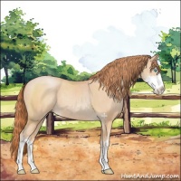 Horse Color:Buckskin Pearl Sabino Rabicano 