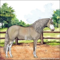 Horse Color:Silver Grullo Sabino 
