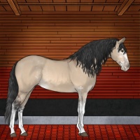 Horse Color:Brown Dun Sabino Rabicano 