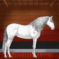 Horse Color:Bay Sabino 