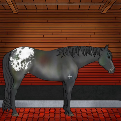 Horse Color:Black Sabino Appaloosa 