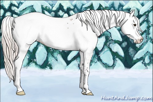 Horse Color:White Spotted Silver Brown Dun Appaloosa Rabicano 