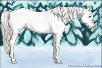 Horse Color:White Spotted Silver Brown Dun Appaloosa Rabicano 
