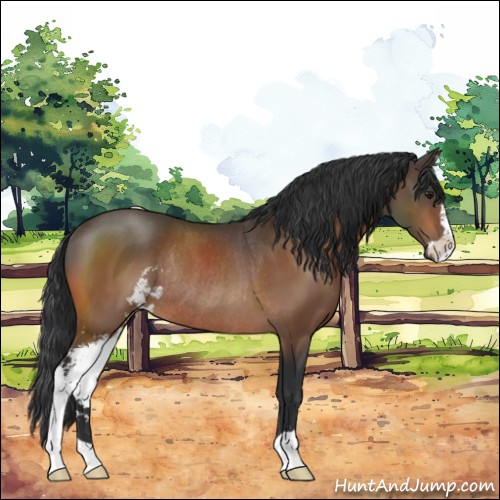 Horse Color:Bay Sabino Rabicano 