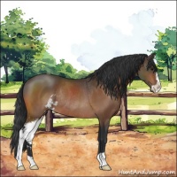 Horse Color:Bay Sabino Rabicano 