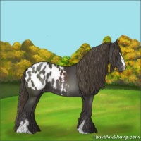 Horse Color:Smoky Black Sabino Appaloosa 