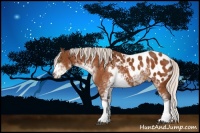 Horse Color:Silver Buckskin Sabino Appaloosa 