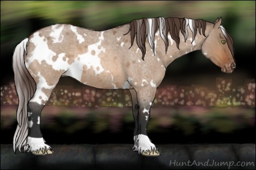 Horse Color:White Spotted Bay Roan Dun Appaloosa 
