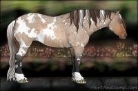 Horse Color:White Spotted Bay Roan Dun Appaloosa