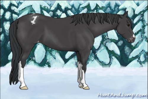 Horse Color:Black Appaloosa 
