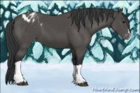 Horse Color:Black Appaloosa 