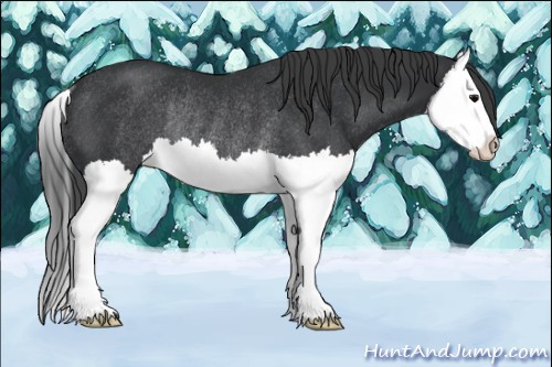 Horse Color:Black Splash Rabicano