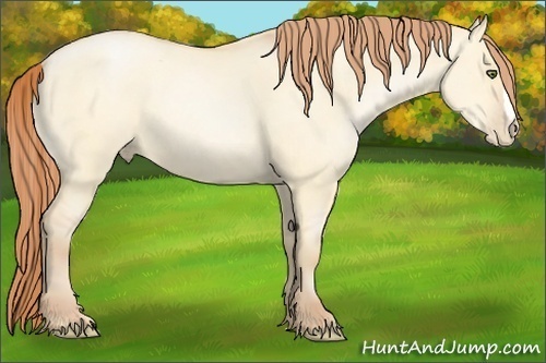 Horse Color:Buckskin Roan Pearl Dun 