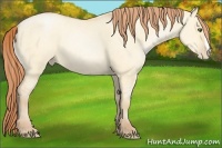 Horse Color:Buckskin Roan Pearl Dun 