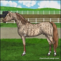 Horse Color:Liver Red Dun Brindle and Red Dun Brindle