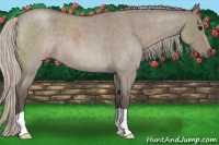 Horse Color:Silver Grullo Roan 