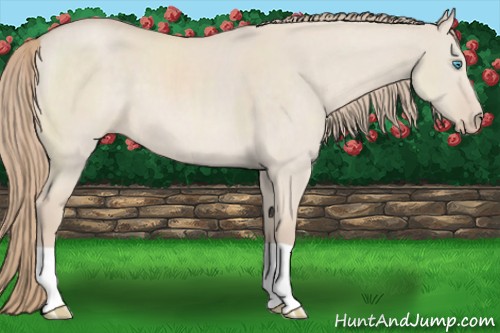Horse Color:Smoky Creme Dun 