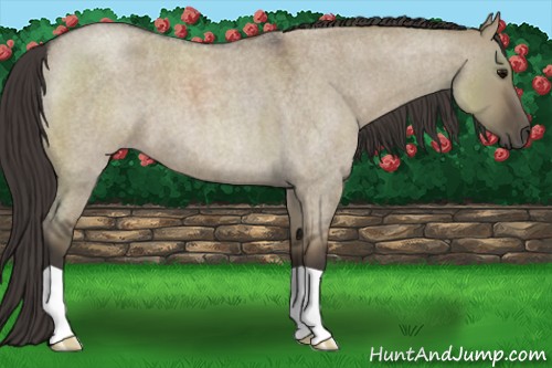 Horse Color:Smoky Grullo Roan 