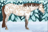Horse Color:Amber Champagne Dun Appaloosa 